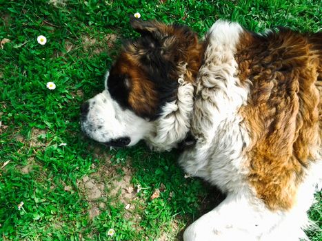 Beautiful Saint Bernard dog