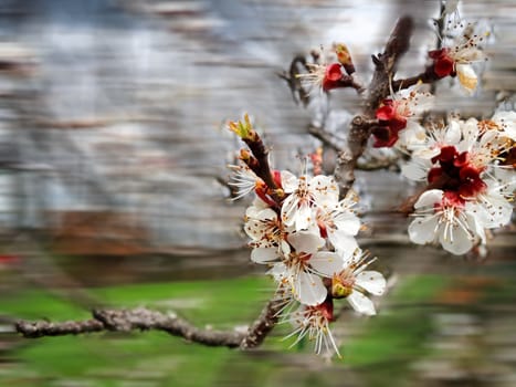 spring tree background, a close-up of white cherry flowers