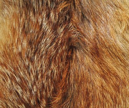 Texture of fox fur