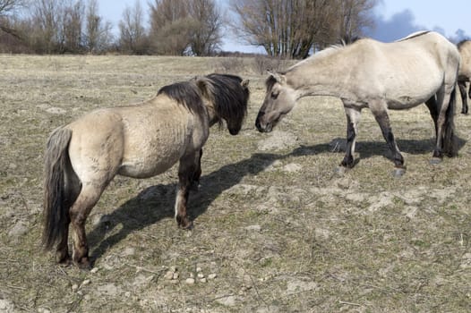 two brown horses in nature holland