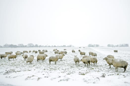 Sheep in the countryside from the Netherlands in winter