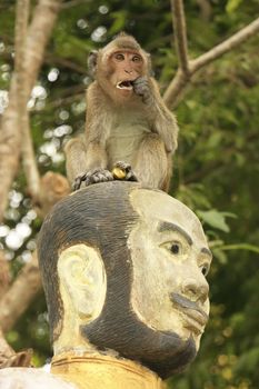 Long-tailed macaque playing at Phnom Sampeau, Battambang, Cambodia, Southeast Asia