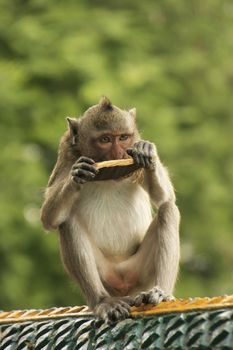 Long-tailed macaque playing at Phnom Sampeau, Battambang, Cambodia, Southeast Asia