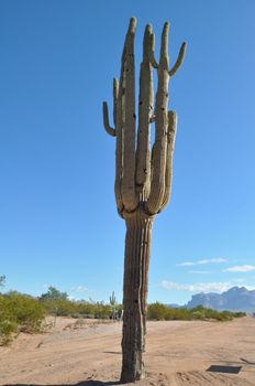 Cactus in the Desert