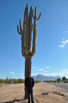 Cactus in the Desert