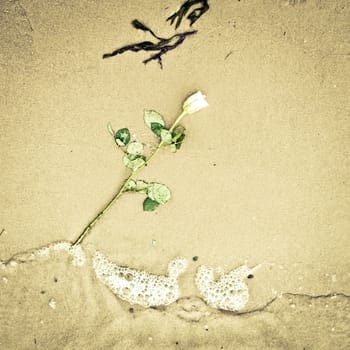A white rose dropped on a sandy beach