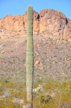 Cactus in the Desert