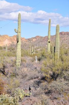 Cactus in the Desert