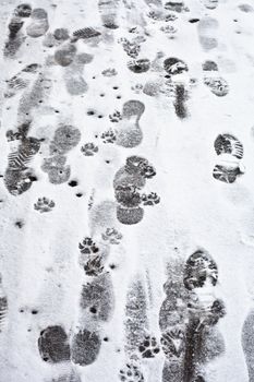 Many footprints and pawprints in the snow