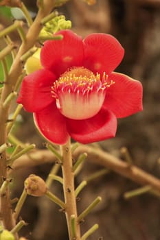 Flower of Shorea Robusta tree