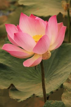 Lotus flower