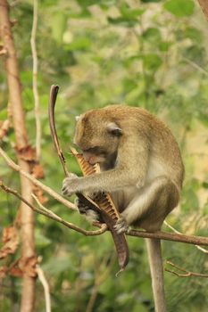 Long-tailed macaque eating tree seeds