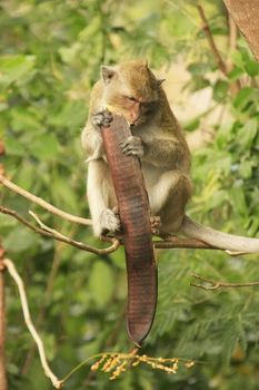 Long-tailed macaque eating tree seeds