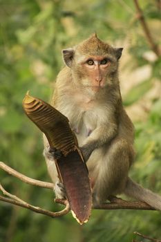 Long-tailed macaque eating tree seeds