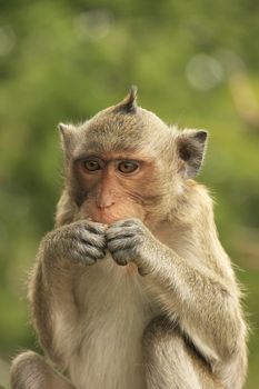 Long-tailed macaque eating 