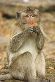 Long-tailed macaque eating 