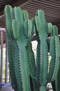 Cactus in the Desert