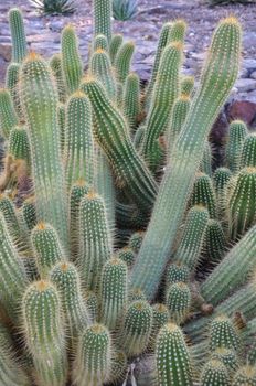 Cactus in the Desert