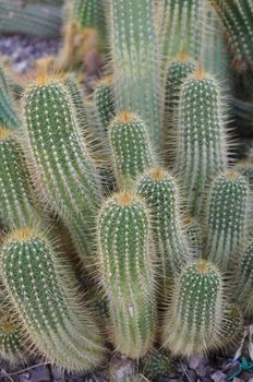 Cactus in the Desert