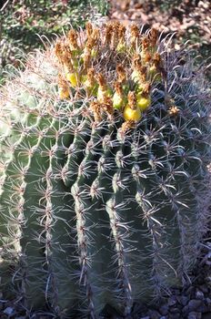 Cactus in the Desert