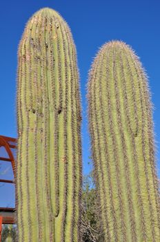 Cactus in the Desert