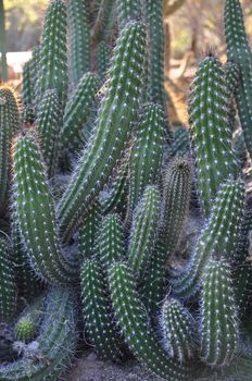 Cactus in the Desert