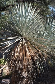 Cactus in the Desert