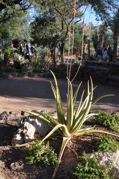 Cactus in the Desert