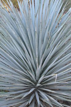 Cactus in the Desert