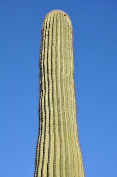 Cactus in the Desert