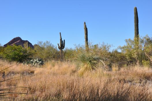 Cactus in the Desert