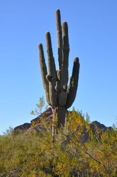 Cactus in the Desert