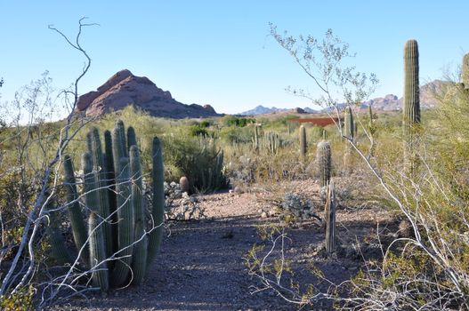 Cactus in the Desert