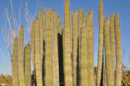 Cactus in the Desert