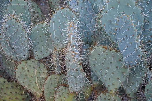 Cactus in the Desert