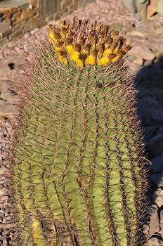 Cactus in the Desert