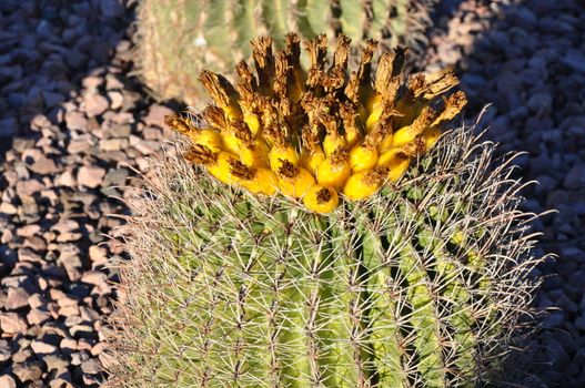 Cactus in the Desert