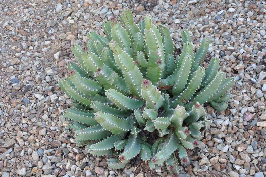 Cactus in the Desert