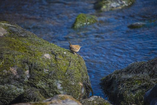 It is amazing that such a tiny little bird can make as much and beautiful sound. The picture is shot in the Tista waterfall in Halden, Norway one day in April 2013.