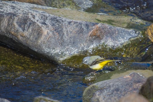 The picture is shot in the Tista waterfall in Halden, Norway one day in April 2013.