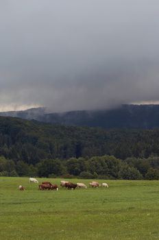 Shot of the herd of cattle on a summer pasture