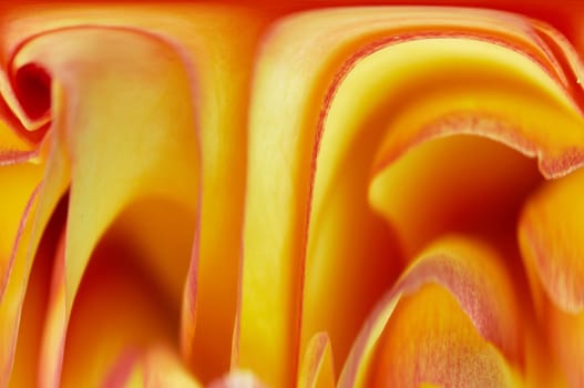 Close-up (macro) of the bloom