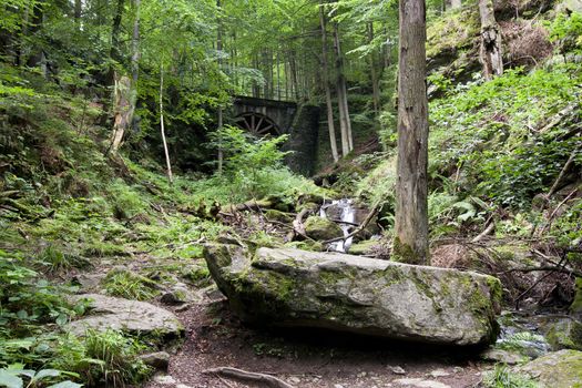 Forest - deciduous forest with ravines in the autumn