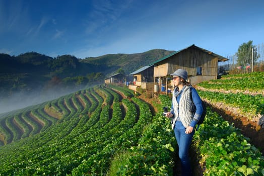 travele holding camera at beautiful strawberry farm and in the morning at Doi Angkhang ,Chiangmai Thailand