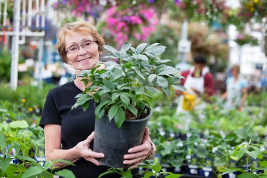 Smiling senior woman holding potted plant with people in background