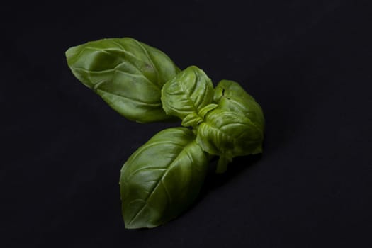 Fresh green basil leaves isolated on black background