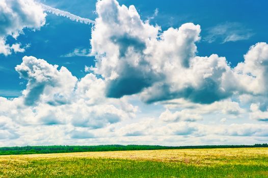 Beautiful clouds over the field chamomile