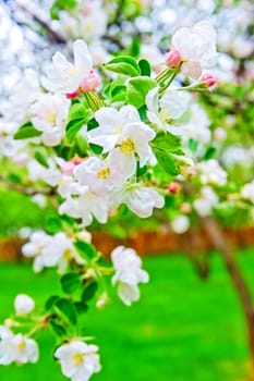 Apple blossom close-up. Shallow depth of field.