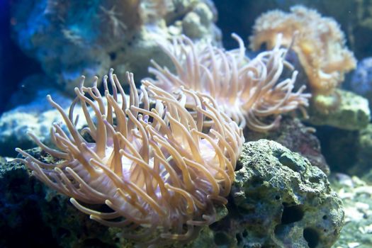 Beautiful coral in aquarium 