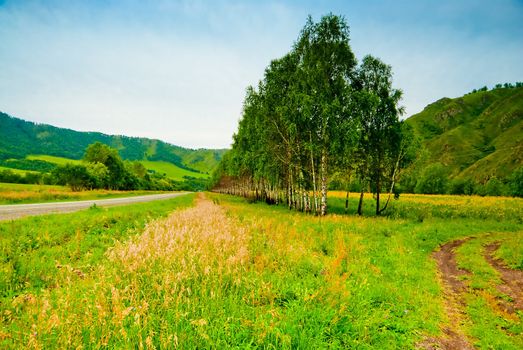 Rural landscape with birch trees planted along the road. Altai Mountains.
